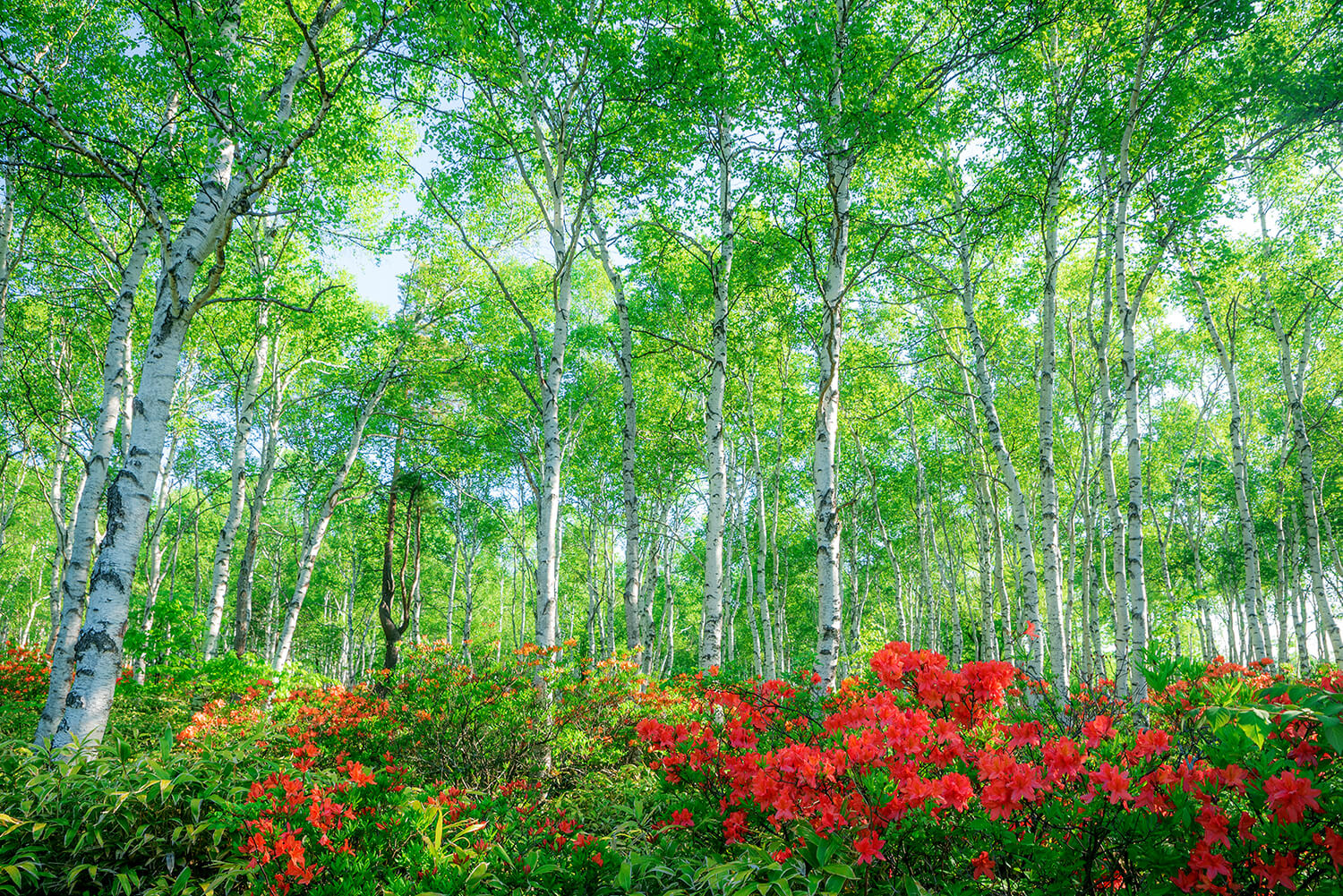 mitukiさま専用（原画）実りの花畑 ほか　8点おまとめ 花もだんごも楽しみたい。桜だけじゃない長野のお花見スポットと直売所